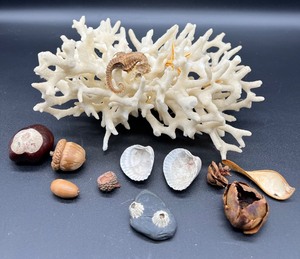 lot 144 image: Vintage Natural White Coral with Seahorse and Starfish
