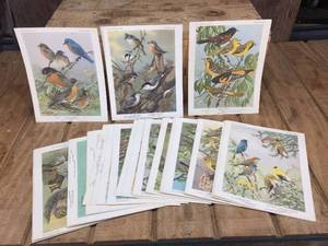 lot 181 image: Group Vintage Bird Portraits in Color