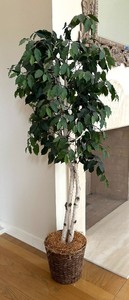 lot 145 image: Fine Faux Fica Tree