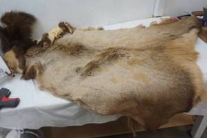 lot 171 image: Elk hide
