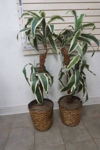 lot 181 image: Home Decor trees 2 Ct. 50 tall