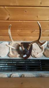 lot 54 image: Mounted Deer Antlers on Plaque - Rustic Wall Decor