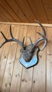 lot 65 image: Mounted Deer Antlers on Wood Plaque