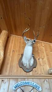 lot 68 image: Mounted Whitetail Deer Head Taxidermy Trophy