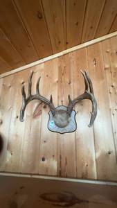 lot 70 image: Mounted Deer Antlers Taxidermy Wall Art