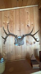 lot 71 image: Mounted Deer Antlers on Wood Plaque - Rustic Home Decor