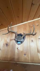 lot 74 image: Mounted Deer Antlers on Shield Wall Plaque