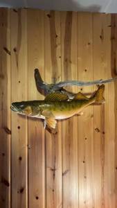 lot 125 image: Mounted Walleye Fish Taxidermy Display