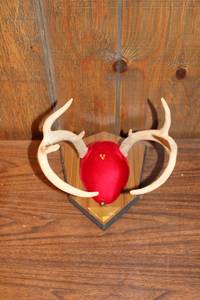 lot 90 image: Mounted Whitetail Deer Antlers on Red Velvet Plaque