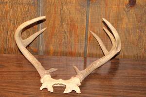 lot 138 image: Antler Mount Display with Unique Rack Structure