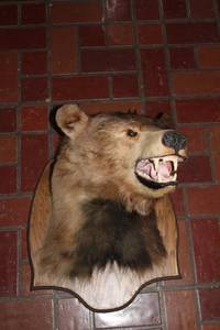 lot 145 image: Mounted Bear Head Taxidermy with Wooden Plaque