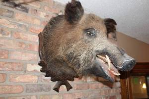 lot 356 image: Mounted Taxidermy Wild Boar Head on Display Plaque