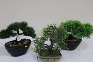 lot 64 image: Set of 3 Artificial Bonsai Trees in Ceramic Pots
