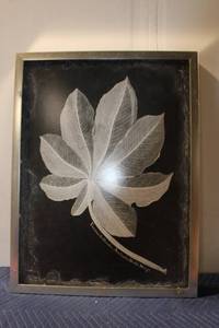 lot 1002 image: Framed Botanical Leaf Print by Yaunade Occisio, Abrayba Brafil Margr.