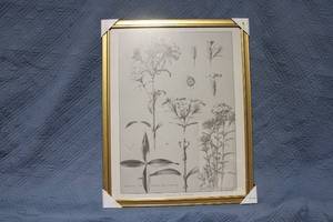 lot 1264 image: Framed Botanical Illustration Print with Gold Frame