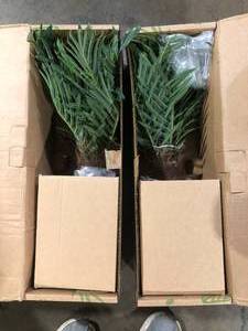 Lot of 2 Nearly Natural 26 in. Robellini Palm Artificial Tree Customer Return Review all pictures