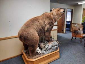 lot 148 image: Russian Brown Bear Mount - Wildlife