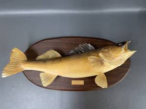 lot 2A image: Vintage Large Mounted Walleye Fish Plaque with Engraved Plate from Leech Lake 1974