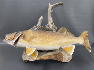 lot 3A image: Realistic Walleye Fish Taxidermy Mount on Driftwood Sculpture