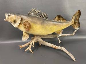 lot 4A image: Realistic Walleye Fish Taxidermy Mount Top-Quality Artisan Craftsmanship