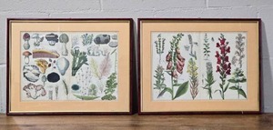 lot 107A image: Framed Botanical Reference Book Cutout Pair - Mushrooms - Slipper Orchids
