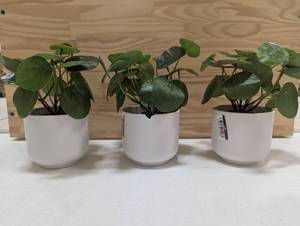 3 Faux Potted Plants - Table Top