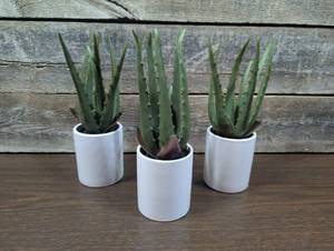3 - Project 62 Potted Faux Plant
