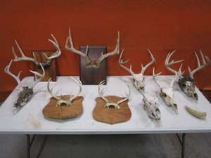 lot 263 image: Deer Antlers