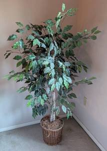 lot 63 image: Potted Faux Ficus Tree
