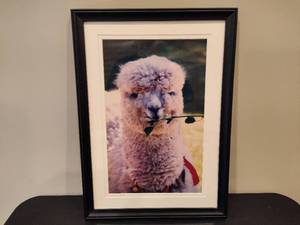 Alpaca Framed Art