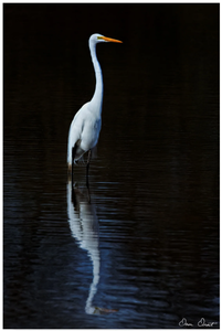 lot 522 image: Fine Art Elegant Egret II Canvas Art by David Drost