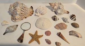 lot 48 image: Mixed Seashell Assortment & Shell Handled Magnifying Glass 
