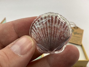 2019 Fiji Silver Scallop Shell (10g)