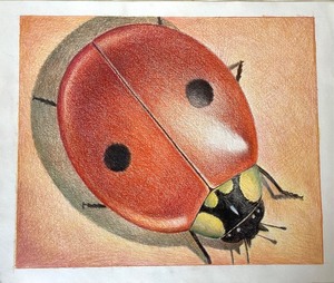 lot 160 image: Pete Bastiansen Colored Pencil Ladybug Drawing