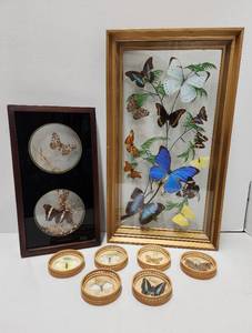 lot 196 image: Collection of Genuine Butterfly & Moth Specimen Art Objects & Display