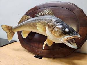 lot 55 image: Excellent Large Genuine Walleye Taxidermy Mount
