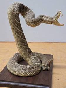 lot 6 image: Awesome Genuine Rattlesnake Taxidermy Display