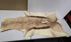 lot 360 image: Very Nice Large Genuine SPRINGBOK Hide