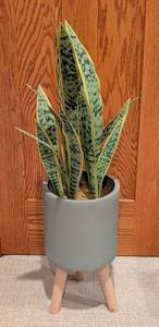 lot 24 image: Potted Faux Snake Plant
