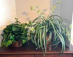 lot 54 image: Realistic Faux Greenery