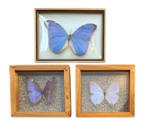 lot 79 image: Three Framed Morpho Didius Butterfly Specimens