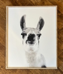 lot 135 image: Framed Cute Black and White Llama  Alpaca Print
