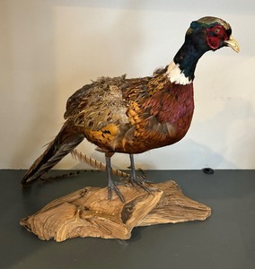 lot 81 image: Taxidermy Pheasant