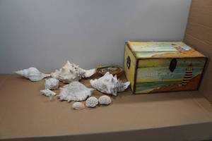 lot 255 image: Assorted Shells and Beach Themed Chest