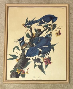 lot 177 image: Vintage Audubon Blue Jay Corvus Christatus Plate Print