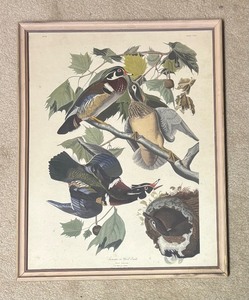lot 186 image: John Audubon Wood Duck, Summer or Wood Duck Anas Sponsa No 42 Summer or Wood Duck Plate CCVI Print