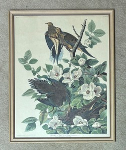 lot 325K image: Vintage John Audubon Framed Carolina Pigeon or Turtle Dove Plate 17 Print