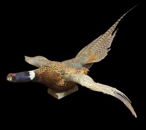 lot 259 image: Vintage Taxidermy Pheasant
