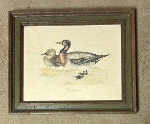 lot 547 image: Vintage Bimaculated Duck Print