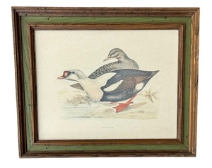 lot 561 image: Framed Vintage Print King Duck by Fawcett